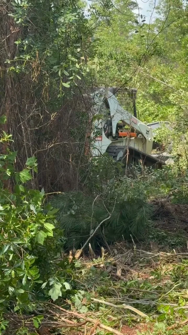 Invasive Brush Removal in Longs, SC